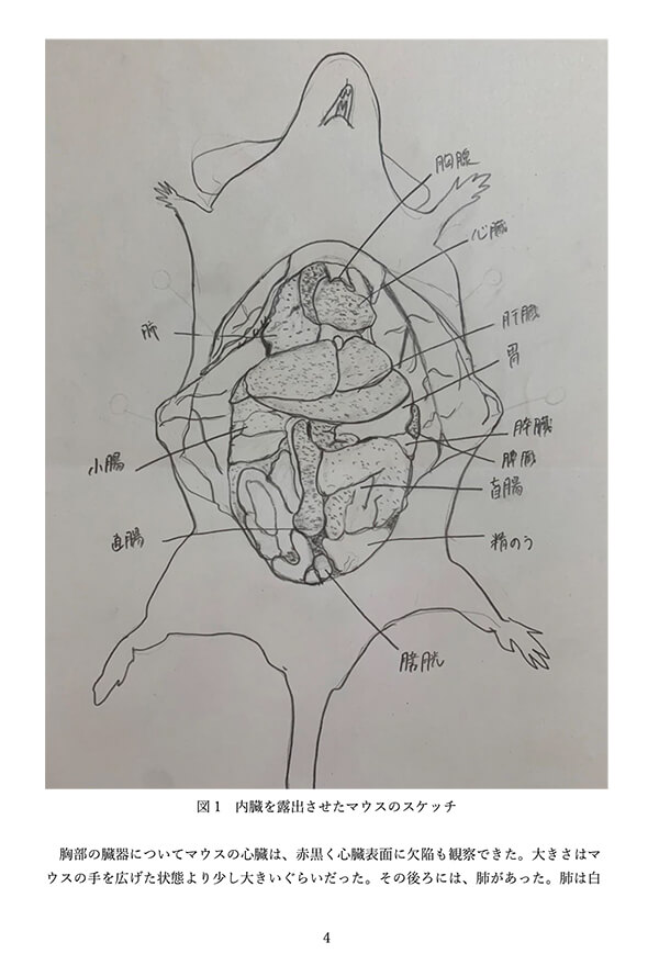 自らの目で確認しながら描いたマウスの解剖スケッチ。