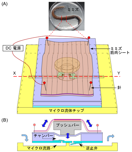 図1 ミミズポンプの構造と送液原理