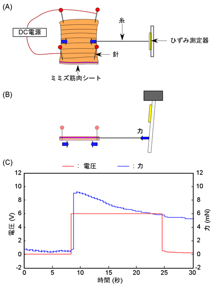 図2 ミミズ筋肉シートの機械的特性の測定