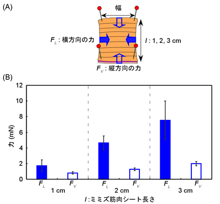 図3 ミミズ筋肉シートの方向と長さによる収縮力の違い