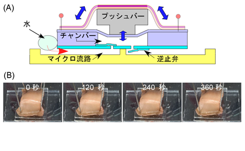 図4 ミミズポンプの実証実験